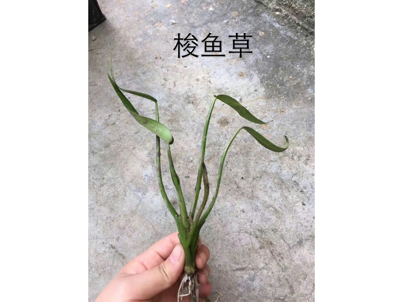 梭鱼草 (1)