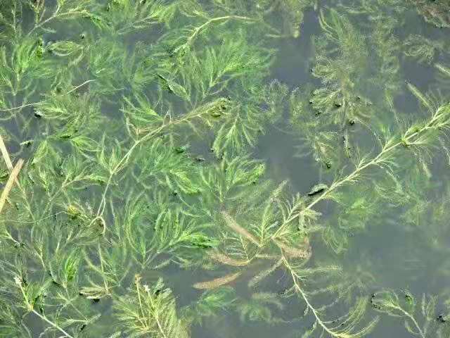 沉水植物 (7)