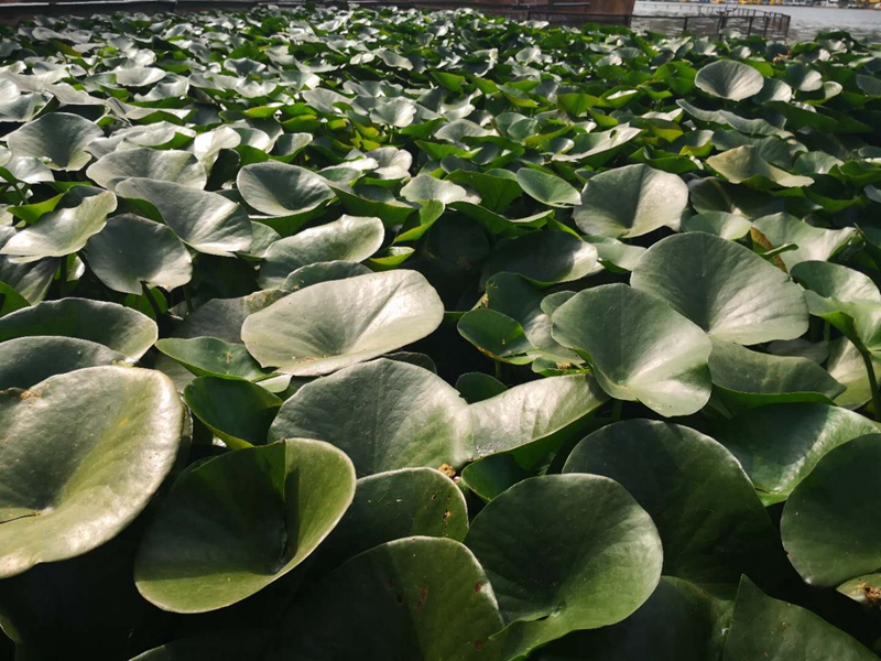 浮叶植物成功案例 (1)