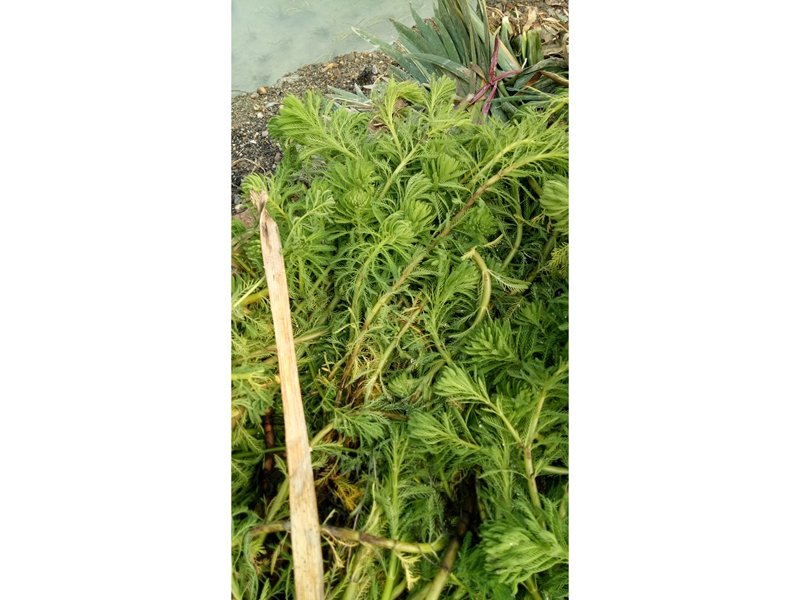  沉水植物 (5)