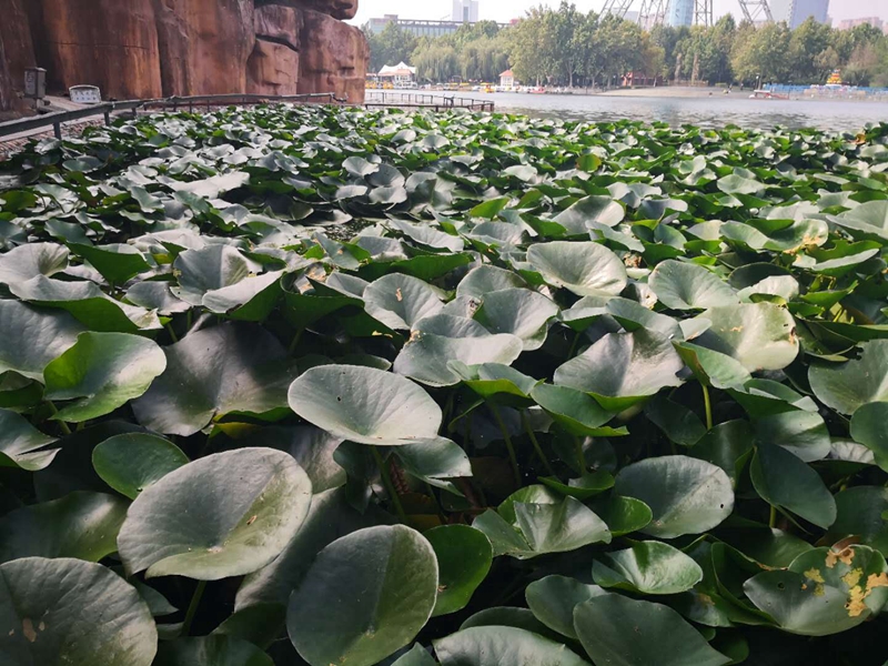  浮叶植物成功案例 (6)