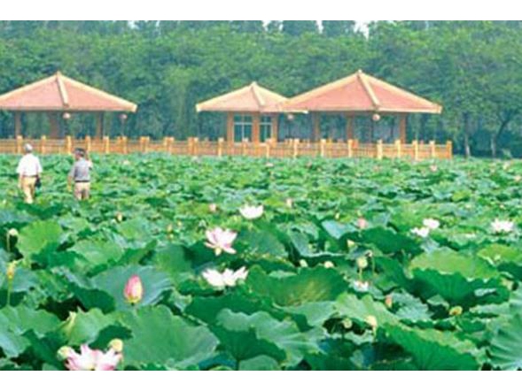  山东省新泰市河道种植水生植物工程