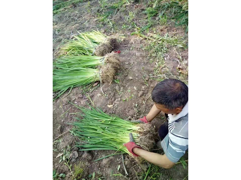  湿地植物 (18)