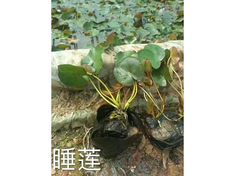 盆栽睡莲 (2)