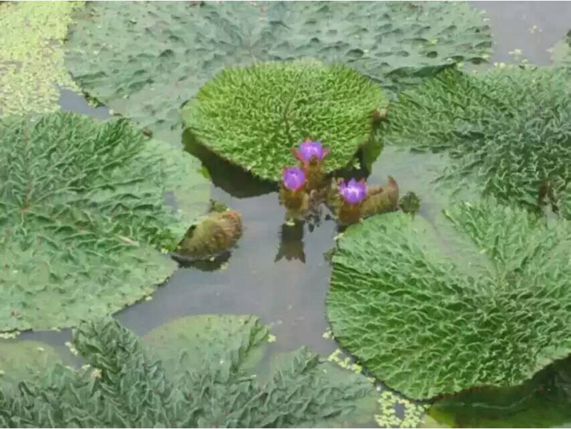  湿地植物 (7)